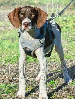 Scout, ein treuer Familienhund - Brunstorf