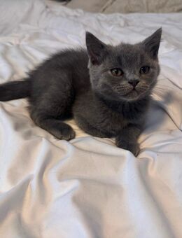 3 BKH Kitten und 1 BLH ab sofort Auszugs bereit - Marl (Nordrhein-Westfalen)