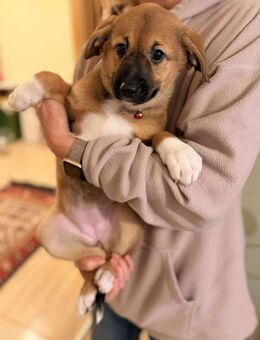 Kleine Taya🌺sucht liebevolles Zuhause - Seggebruch