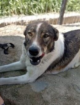 Dala 50 cm - Alpenrod