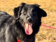🐶Fröhliche Hündin Kira 2🐶 - Eislingen (Fils)