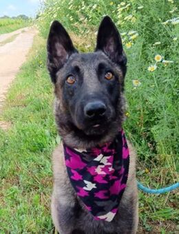 Turco hat die Hölle hinter sich..... - Laatzen