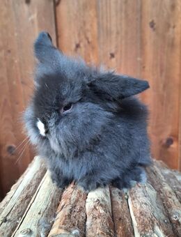 Zwergkaninchen Löwenkopf Zwergwidder - Schöntal