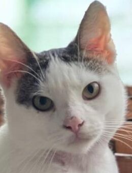 Oliver - Schmusekater - Süderbrarup