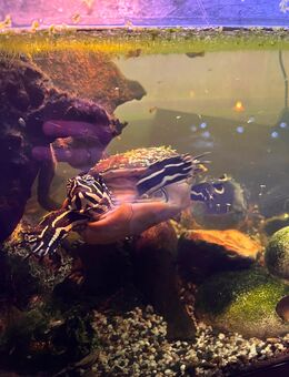 Schildkröte abzugeben - Hamburg