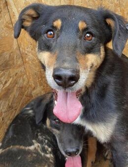 Paolo 55 cm - Alpenrod