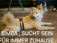 Simba sucht sein Für Immer Zuhause - Neuwied