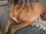 Dobermann mix - Kamen