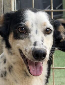 TEBE - seidenweich & anhänglich - Dänischenhagen