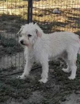 Fredi wartet immer noch auf seine Chance - Nordwalde