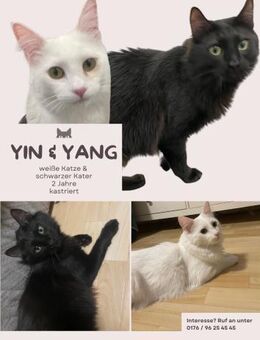 Yin und Yang: Ein eingespieltes Team - Brühl (Nordrhein-Westfalen)