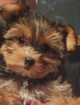 Yorkshire Terrier Welpen in den Farben Blue and tan, Golden Dust und Biewer – Nähe Dresden - Großröhrsdorf