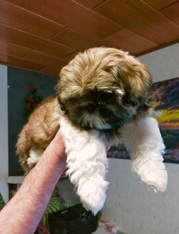 Shih-Tzu Welpen (Abholbereit) - Lauda-Königshofen