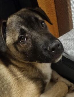 Kirin sucht tolle Menschen - Lenzen (Elbe) Zentrum