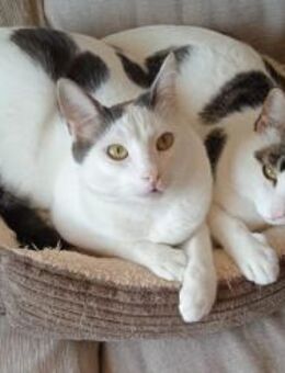 Lucky & Hardy - Unzertrennliche Brüder - Bad Camberg