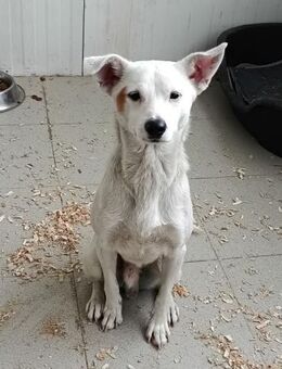 SNOWY - süßer, sozialer Hunde-Bub...... - Kempen