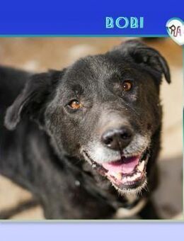 Bobi sucht seine Familie - Alfeld (Leine)