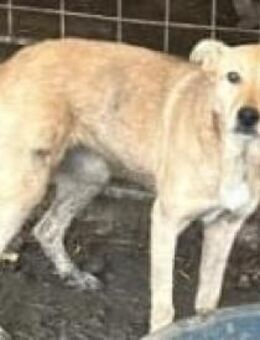 Dolores möchte im Galopp nach Hause - Langenhagen