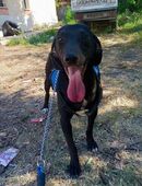 Thor💙zurückhaltender Rüde in 34385