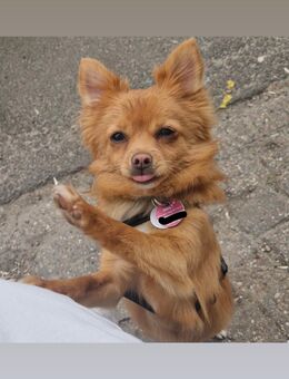 Chihuahua-Pomeranian-Rüde (3 Jahre) geimpft, gechipt, entwurmt - Stadland