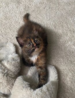 Britisch Langhaar Kitten suchen. Neues Zuhause - Jacobsdorf