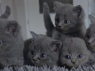 6 BKH KITTEN reinrassig - Ulmen Ulmen