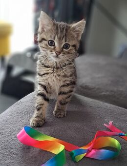 Zwei liebevolle Katzen-Geschwister suchen ein gemeinsames Zuhause 🐾 - Neunkirchen (Nordrhein-Westfalen)