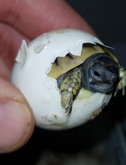 Griechische Landschildkröten Nachzuchten THB Testudo Hermanni Boettgeri - Nentershausen (Hessen)