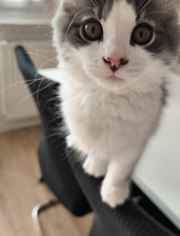 Norwegische Waldkatze Weibchen unkastriert geb. 05.03.2025 - Chemnitz