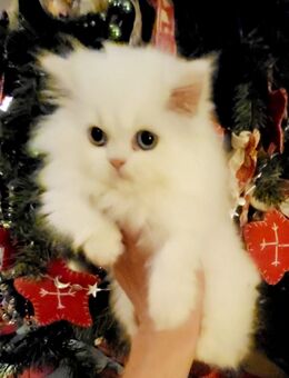 Britische Langhaar. Ab sofort. Weiblich. - Saarbrücken