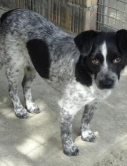 Cuki - Zauberhaftes Hundemädel - Süderbrarup