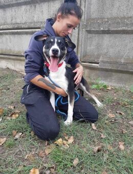 Der fröhliche Frank sucht sein Zuhause ! - Dortmund