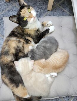 3 BKH Kitten - Kerken