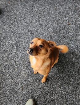 Chihuahua-Mix - Mestlin