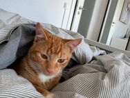 2 Kater - Erfurt