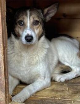 Susan - Pflegestelle oder Zuhause gesuch - Oberwies