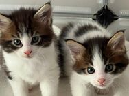 2 Main Coon Kater suchen ein neues Heim