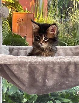 Maine Coon Kitten mit Papieren - Käbschütztal