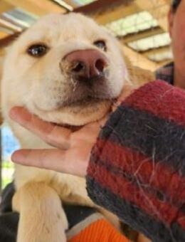 ELIAS-hübscher, verspielter Jung-Rüde - Rösrath