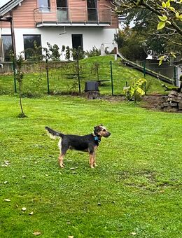 Terrier Mix Rüde kastriert - Thallichtenberg