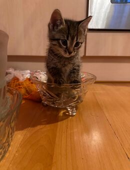 Cooper - Kater, Kitten abzugeben - Höchst (Odenwald)