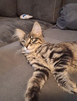 Norwegische Waldkatze - Leipzig