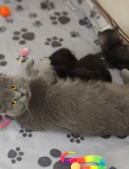 BKH Kitten reinrassig - Bergkamen Zentrum