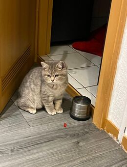 BKH kitten - Berlin Marzahn-Hellersdorf