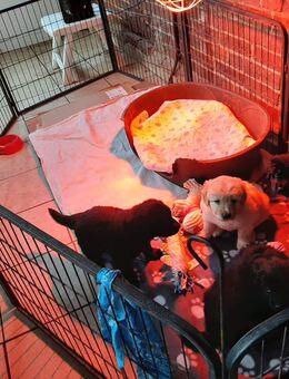 Hovawart Welpen - Techentin