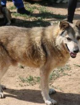 Gecko-wer gibt ihm endlich ein Zuhause - Schwarmstedt
