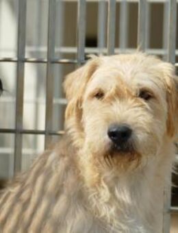 Wer schenkt Onda sein Herz? - Neuss