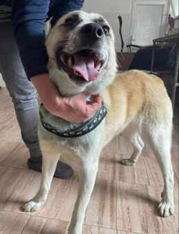 CADOC möchte endlich eine Chance - Konstanz