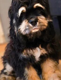 Cavapoo rüde sucht seine Familie - Diemelsee