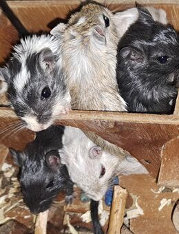 junge flinke kleine Rennmäuse Rennmaus Gerbil Mongolische Wüstenrennmaus - Neustadt (Sachsen) Hohwald
